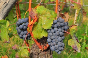 ワインの王様バローロの葡萄