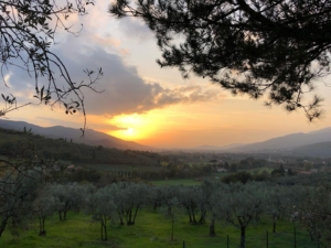 夕焼けのオリーヴ畑、サント・ステファノ