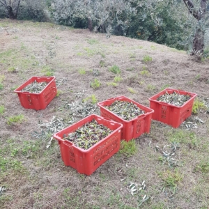 収穫したオリーヴの実、サント・ステファノ