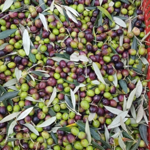 収穫したオリーヴの実、サント・ステファノ